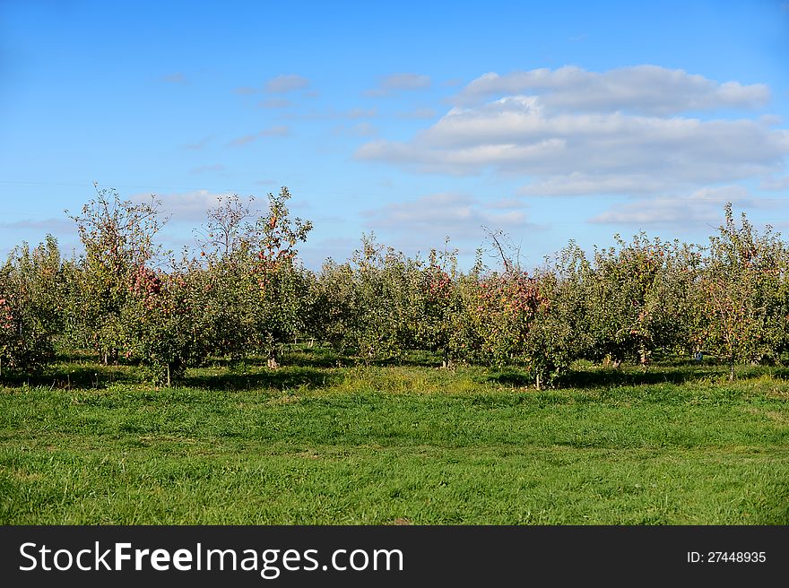 Red Apples in Orchard Before Harvest