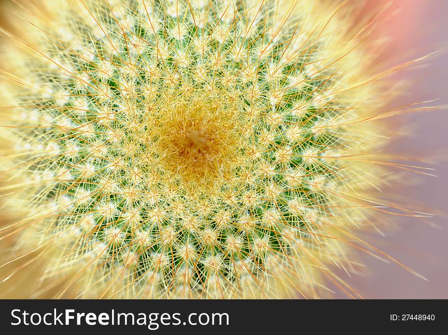 Top macro view of yellow tower cactus. Top macro view of yellow tower cactus