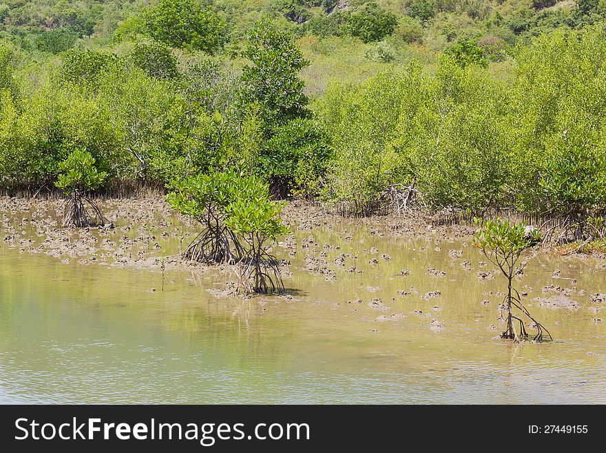 Mangrove tree at sea coast