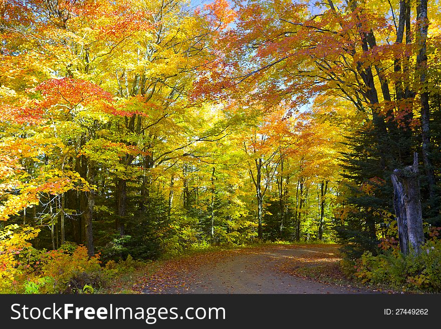 A road covered foliage at the autumn season. A road covered foliage at the autumn season