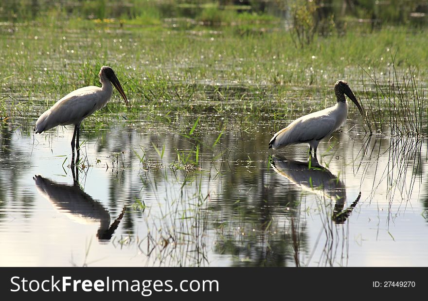 Silhouette and reflection of 2 Wood Storks standing in a marshy wetland in southern Florida. Silhouette and reflection of 2 Wood Storks standing in a marshy wetland in southern Florida.