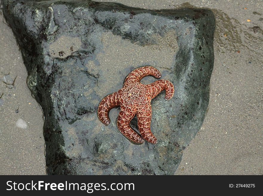 A Starfish on a rock at a tidepool during low tide along the wild Oregon Coast.