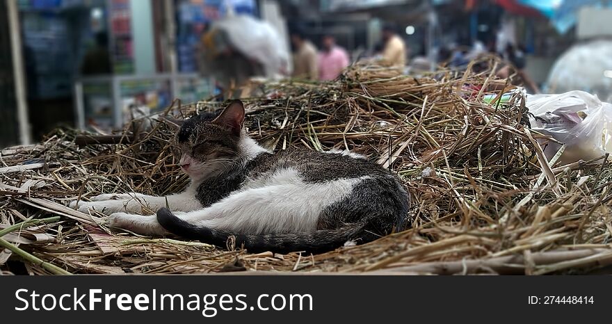 In Busy Market Of Pakistan I Found Beautiful Sleepy Cat