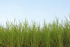 Rice Fields Stock Photo Rice Fields Stock Photo