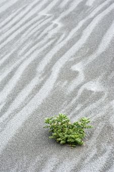 Sand Dune In Desert With Growing Cactus Royalty Free Stock Photos Sand Dune In Desert With Growing Cactus Royalty Free Stock Photos
