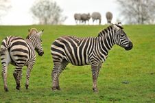 Two Zebras With A Herd In The Background Royalty Free Stock Photo Two Zebras With A Herd In The Background Royalty Free Stock Photo