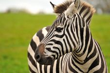 A Zebra S Portrait Royalty Free Stock Image A Zebra S Portrait Royalty Free Stock Image