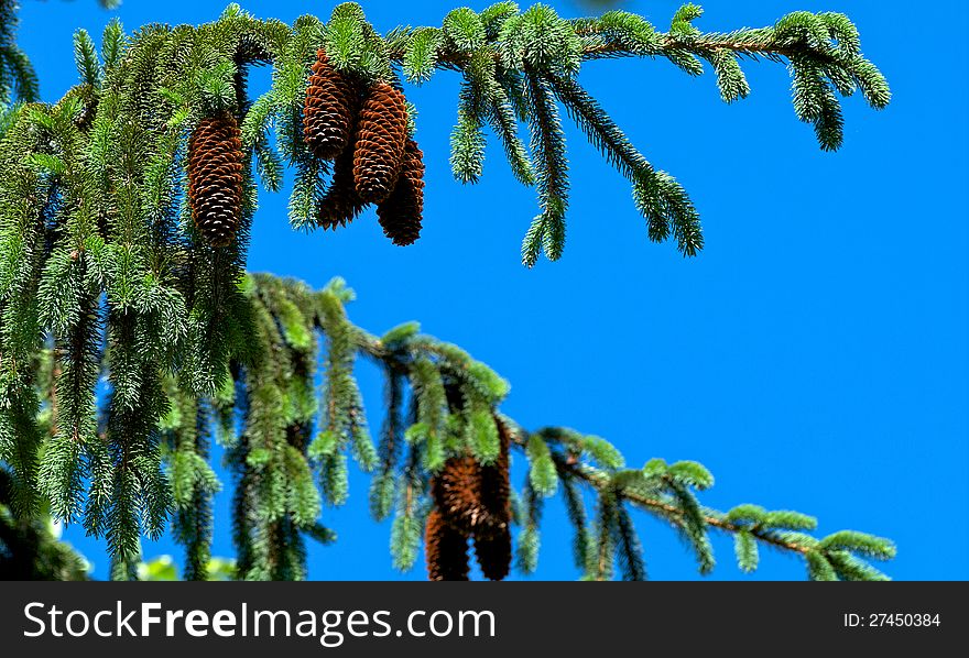 Pine Tree and Cones on Blue Sky closeup