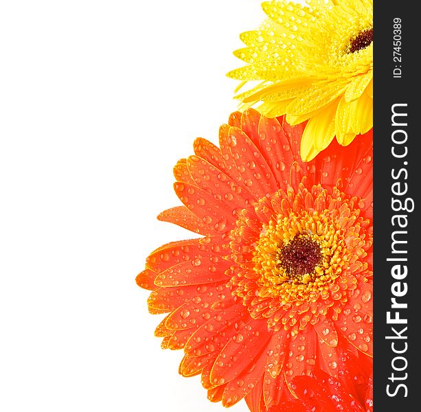 Yellow and Orange Gerbera Flowers with Water Drops closeup as frame