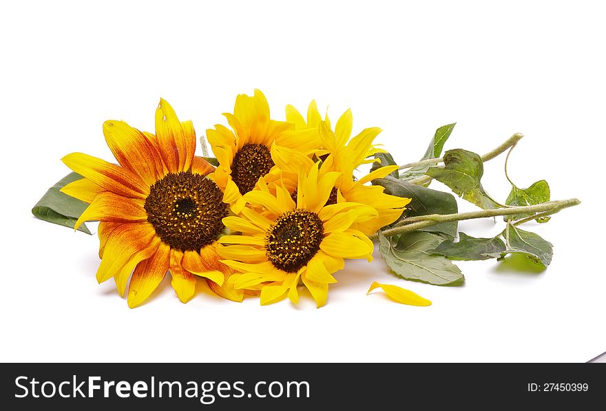 Bunch of Perfect Sunflowers isolated on white background