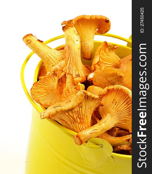 Perfect Raw Chanterelles in Yellow Tin Bucket closeup isolated on white background. Perfect Raw Chanterelles in Yellow Tin Bucket closeup isolated on white background