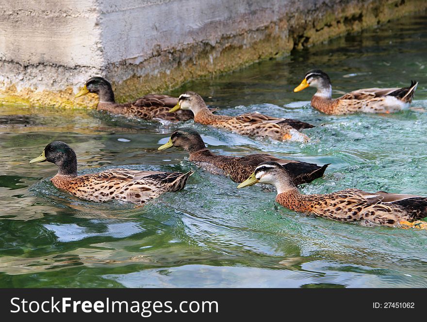 Funny duck in the lake