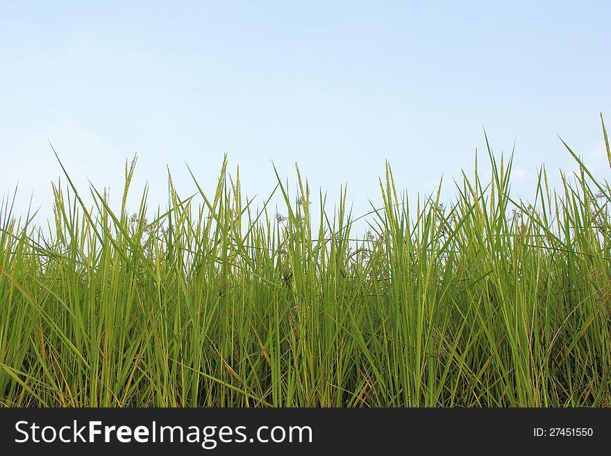 Rice fields againt blue sky