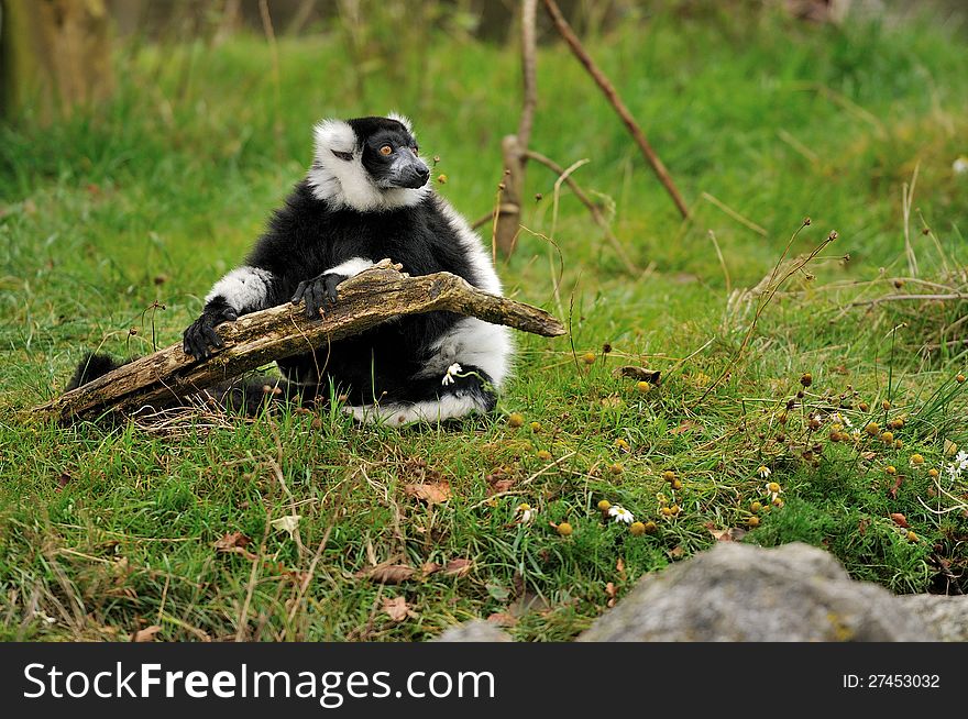 A black and white ruffed lemur holding a stick looking into the distance.