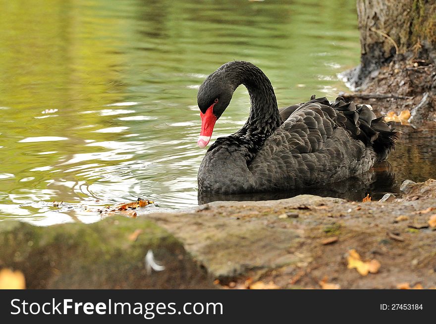 A black swan by the shore, looking down at its reflection in the water.
