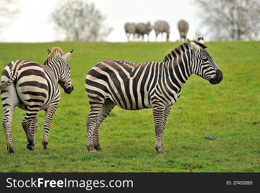 Two zebras with a herd in the background