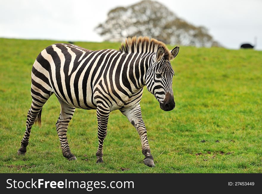 A lone zebra walking with a sad expression. A lone zebra walking with a sad expression.