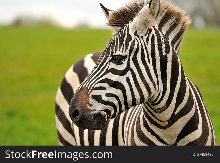 A portrait of a Grant's zebra. A portrait of a Grant's zebra.