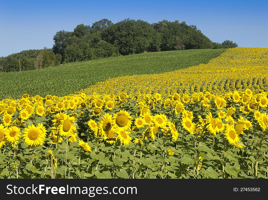Sunflowers growing alongside other crops in the South of France on a clear sunny day. Sunflowers growing alongside other crops in the South of France on a clear sunny day