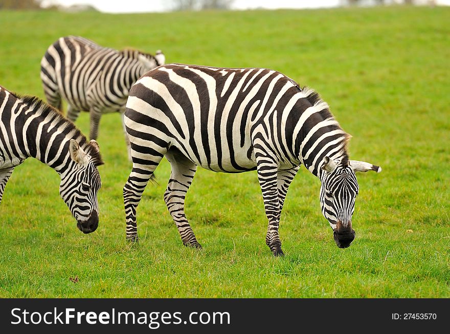 A group of Grant's zebras eating grass. A group of Grant's zebras eating grass.