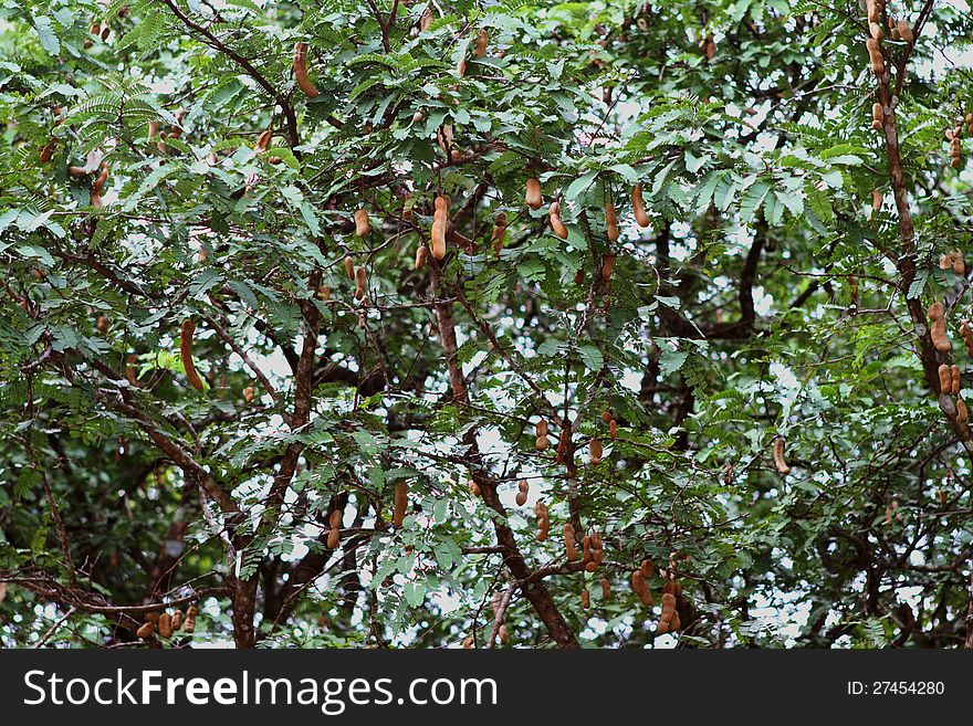 Tamarind tree with plenty of Tamarind pod ready to harvest.