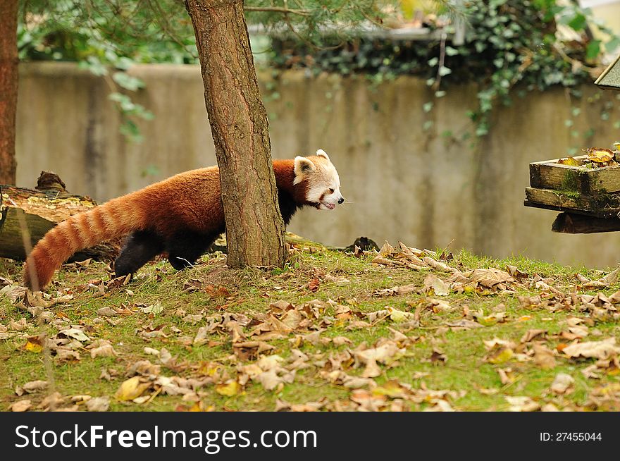 A red panda walking on the leaf covered grass.