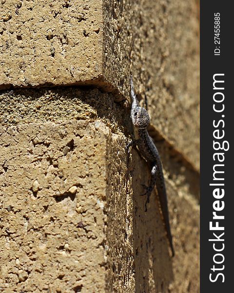 Tiny Garden Skink ( Lampropholis delicata ) climbing a brick wall. Tiny Garden Skink ( Lampropholis delicata ) climbing a brick wall