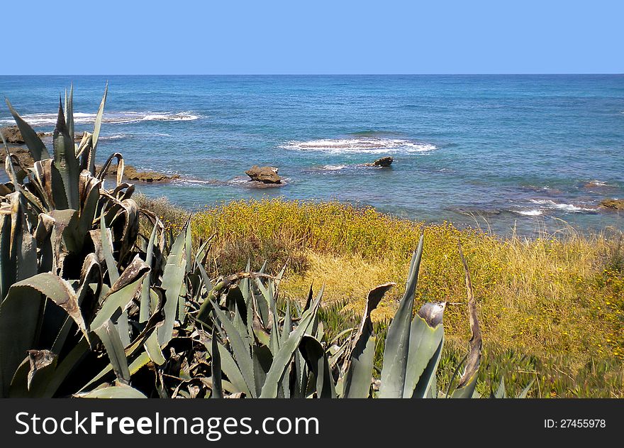 Mediterranean Shoreline With Vegetation.