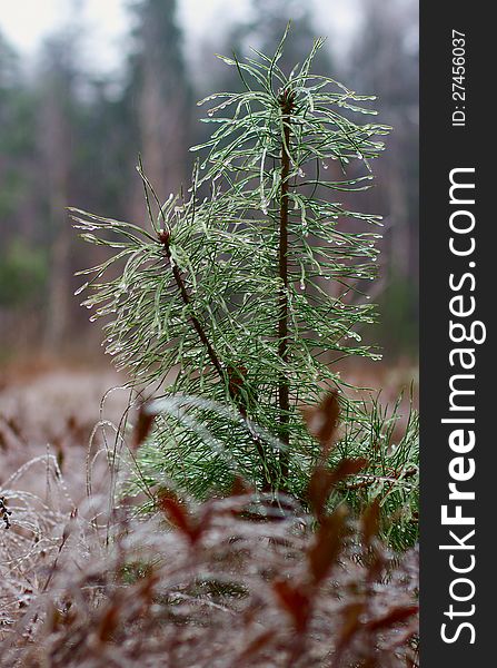 Young shoots of pine with long needles ice-covered. Young shoots of pine with long needles ice-covered