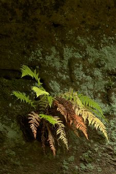 Fern On A Rock Royalty Free Stock Images Fern On A Rock Royalty Free Stock Images