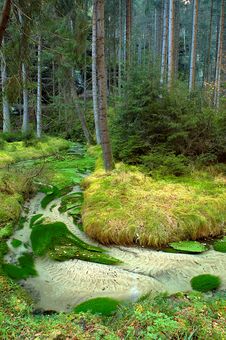 Forest Stream Royalty Free Stock Image