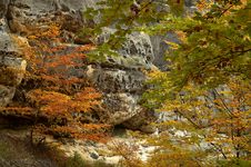 Tree On Rocks Royalty Free Stock Photos Tree On Rocks Royalty Free Stock Photos
