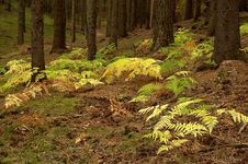 Fern In The Spruce Forest Royalty Free Stock Photography