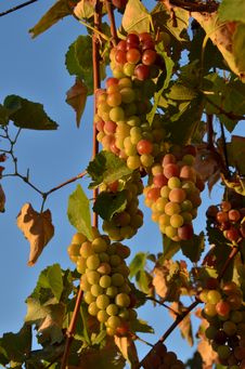 Cluster Of Grapes Stock Photos Cluster Of Grapes Stock Photos