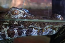 Alligator Head Royalty Free Stock Photos Alligator Head Royalty Free Stock Photos