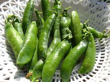 Fresh Green Pods Of Peas Stock Photos Fresh Green Pods Of Peas Stock Photos