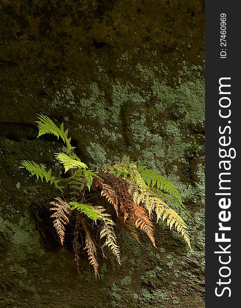 Autumn fern on a sandstone rock. Autumn fern on a sandstone rock