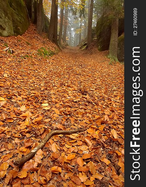 Autumn forest road with tree. Autumn forest road with tree