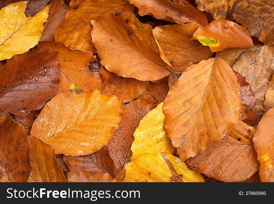 Beech leaves