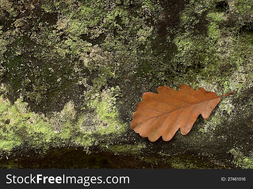 Brown oak leaf on stone