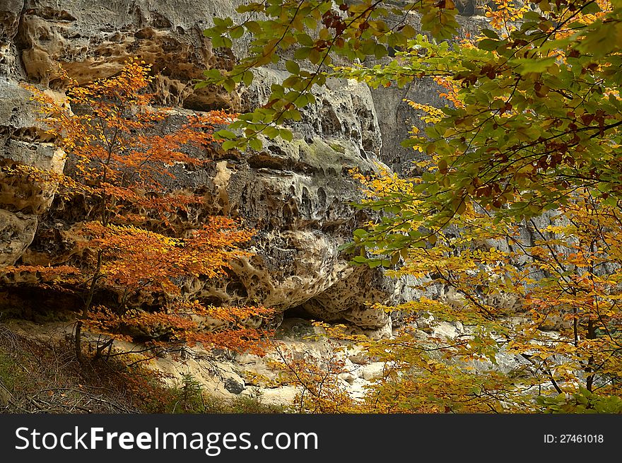 Autumn tree on sandstone rocks with branches. Autumn tree on sandstone rocks with branches