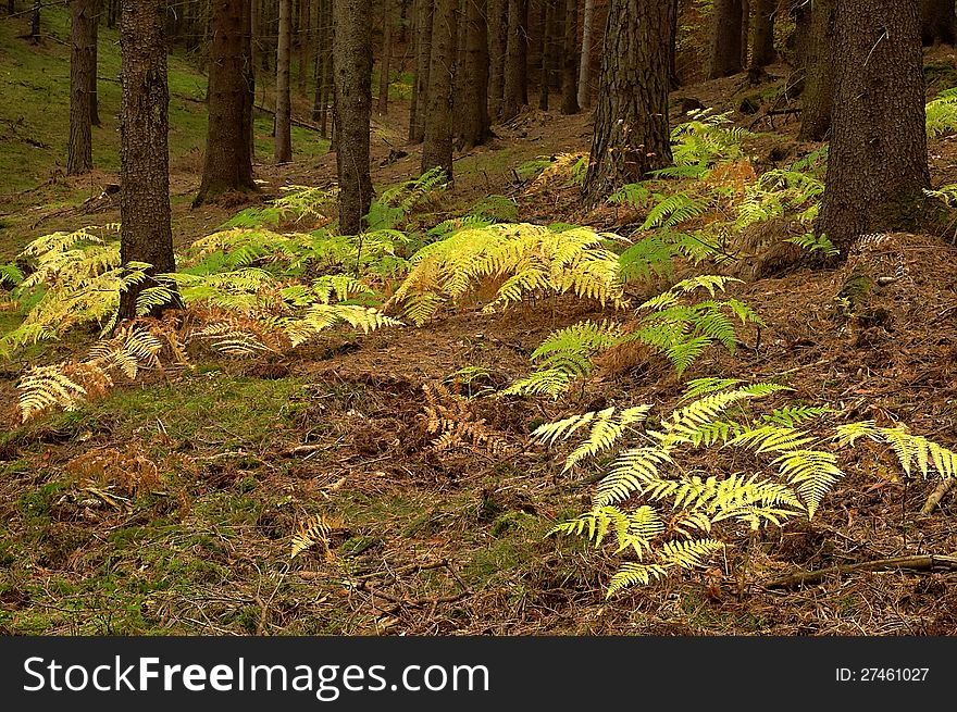 Autumn fern in the spruce forest