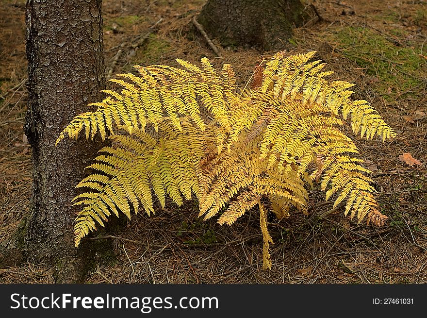 Autumn fern at the base of the spruce. Autumn fern at the base of the spruce