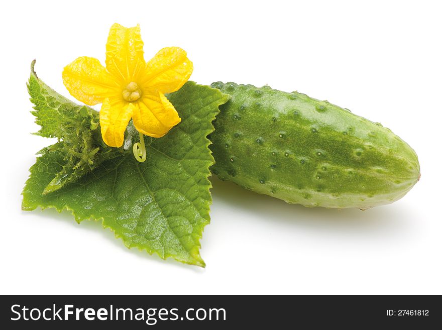 Ripe cucumber fruit with leaves and flower. Isolated on white background. Ripe cucumber fruit with leaves and flower. Isolated on white background.