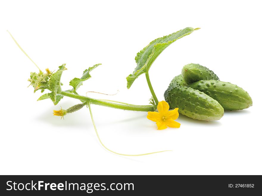 Fresh green cucumbers with leaf and flower. Isolated on white background.