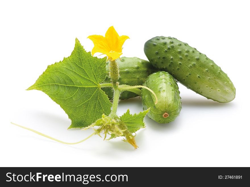 Fresh green cucumbers with leaf and flower. Isolated on white background.