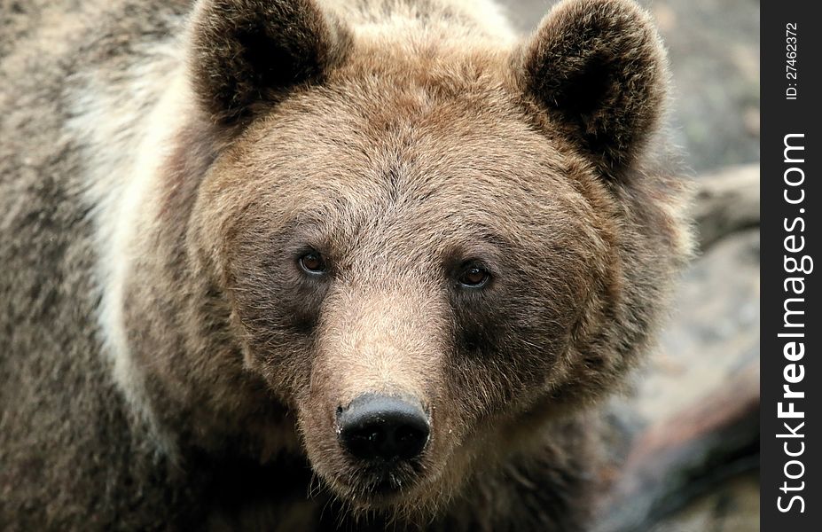 Close up picture of a head of an brown bear