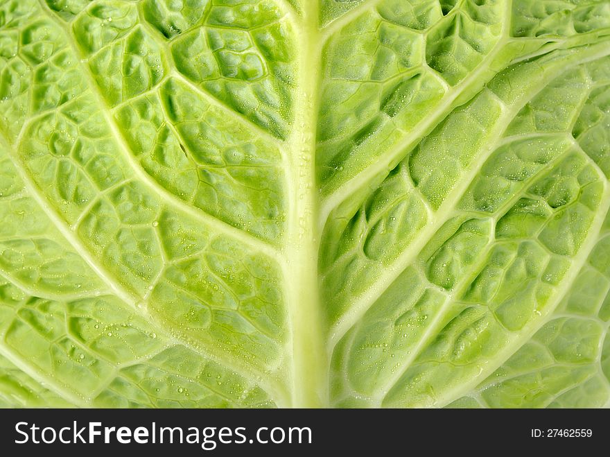 Full frame cabbage leaf with water droplets. Full frame cabbage leaf with water droplets