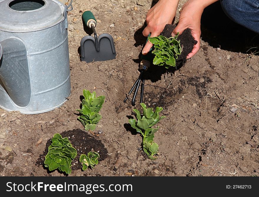 Gardener planting flowers in the garden. Gardener planting flowers in the garden.