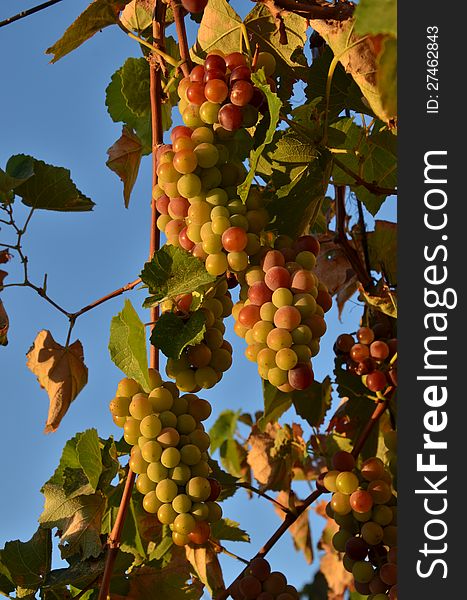 Cluster of dark and green grapes against sunny blue sky (Israel, Jezreel valley). Cluster of dark and green grapes against sunny blue sky (Israel, Jezreel valley)